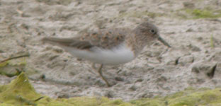 temminck's stint llobregat delta bird watching holidays spain photo