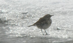 trip report spain pyrenees water pipit photo