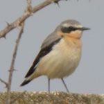 aiguamolls de l'emporda trip report northern wheatear photo