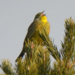 trip report spain pyrenees yellowhammer photo