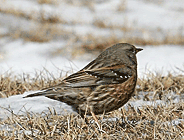 birding in spain birding winter holidays pyrenees alpine accentor photo