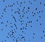 birding in spain birding winter holidays pyrenees alpine chough photo