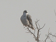 birding in spain birding winter short breaks black-shouldered kite photo