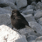 birding in spain birding holidays garraf massif black wheatear photo