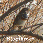 birding in spain winter birding catalonia bluethroat photo