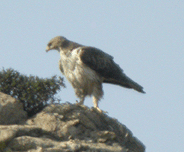 birding in spain winter birding short breaks cap de creus bonelli's eagle photo