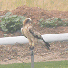 birding in spain birding winter ebro delta booted eagle photo