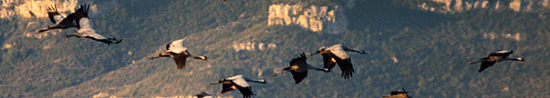 birding in spain birding ebro delta common crane photo