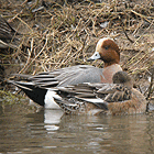 birding in spain birding winter short breaks aiguamolls wigeon photo