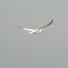 birding in spain winter birding short breaks cap de creus gannet photo