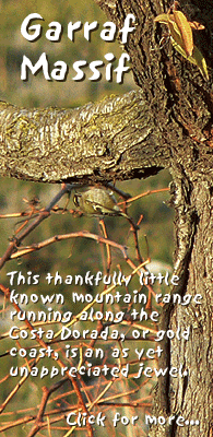 birding in spain birding winter garraf massis firecrest photo