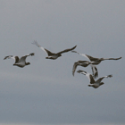 birding in spain birding holiday steppes little bustard photo