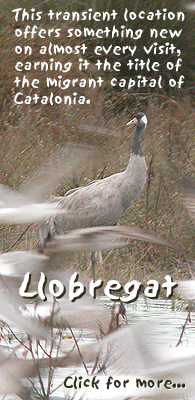 birding in spain winter llobregat to llobregat main photo