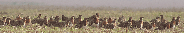 birding in spain birding holiday steppes pin-tailed sandgrouse photo