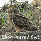 birding in spain winter birding catalonia short-eared owl photo