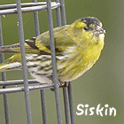 birding in spain birding winter short breaks catalonia siskin photo