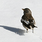 birding in spain birding winter holidays pyrenees snow finch photo