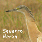 birding in spain birding holiday catalonia squacco heron photo