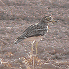 birding in spain birding winter short breaks aiguamolls stone-curlew photo