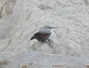 birding in spain birding winter garraf massis wallcreeper photo