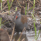 birding in spain winter birding llobregat water rail photo