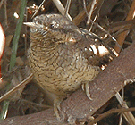 birding in spain birding winter short breaks aiguamolls wryneck photo