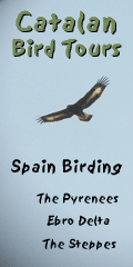 spain birding in spain vertical banner 120 x 240