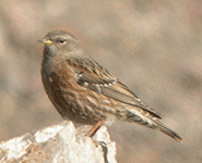 birding vacation europe spain alpine accentor photo