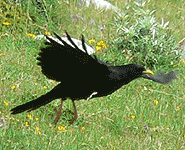 birding in europe spain catalonia alpine chough photo