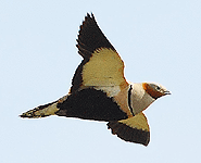 birding vacation in europe spain black-bellied sandgrouse photo