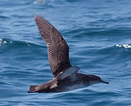 spain bird watching trip balearic shearwater photo