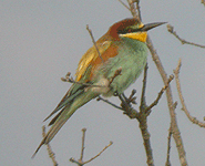 birding in europe spain catalonia bee-eater photo