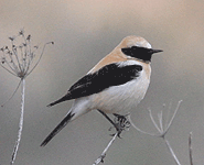 Euro birding break spain black-eared wheatear photo