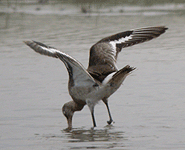 spain bird watching trip black-tailed godwit photo