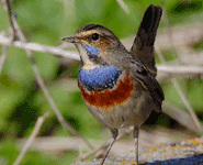 birding in europe spain catalonia bluethroat photo