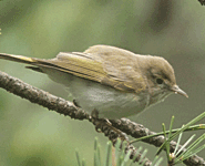 birding in spain birding western bonelli's warbler photo