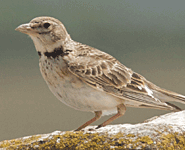 europe birding trip spain calandra lark photo