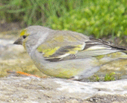 birding in spain catalonia citril finch photo