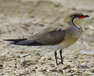 Euro birding break spain collared pratincole photo