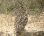 birding vacation europe spain sub-alpine warbler photo