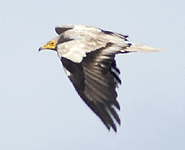 spain bird watching trip egyptian vulture photo