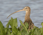 spain bird watching trip eurasian curlew photo