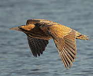 europe birding trip spain great bittern photo