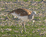 birding vacation europe spain great bustard photo