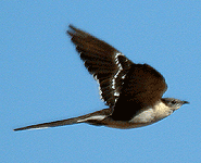 birding vacation europe spain great spotted cuckoo photo