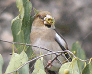 birding in europe spain catalonia hawfinch photo