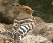 Euro birding break spain hoopoe photo