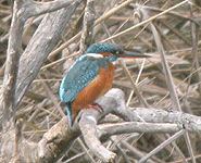 Euro birding break spain common kingfisher photo