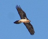 birding vacation in europe spain lammergeier photo