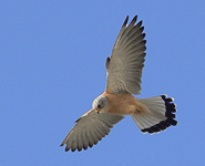 spain bird watching trip lesser kestrel photo